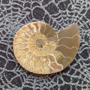 A close up of an ammonite on a patterned surface