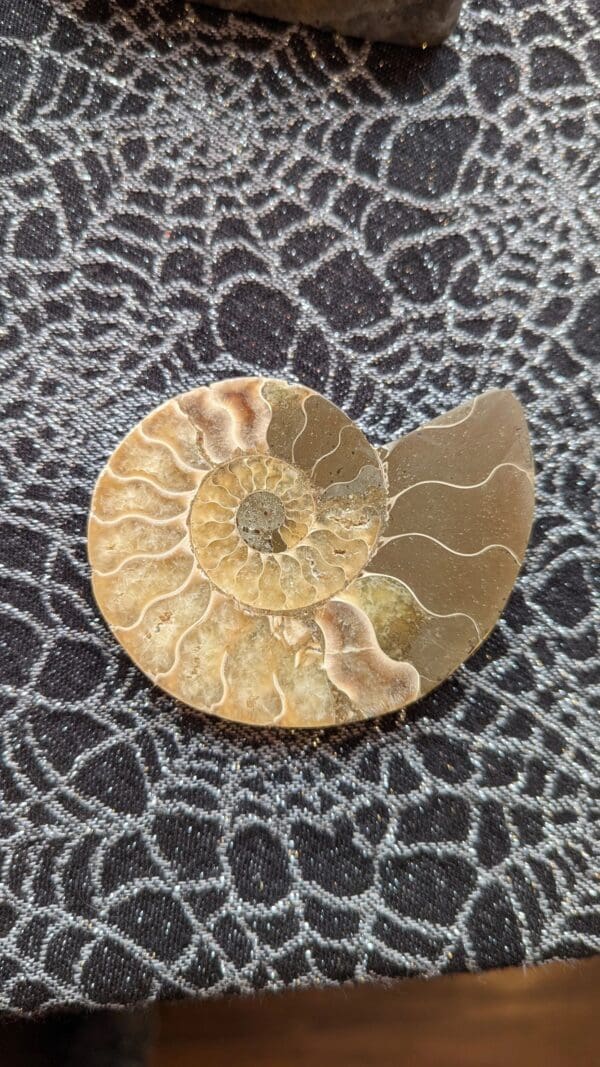 A close up of an ammonite on a patterned surface